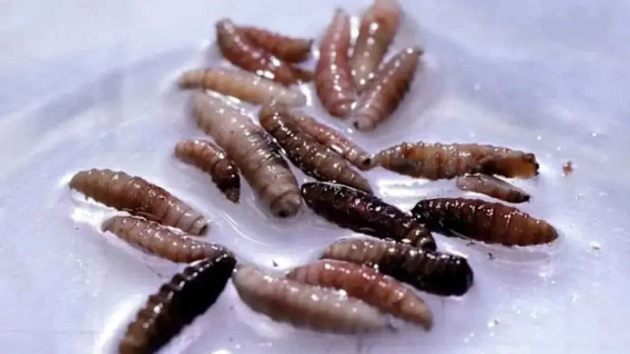 First human flesh-eating screwworm infection reported in 60 years