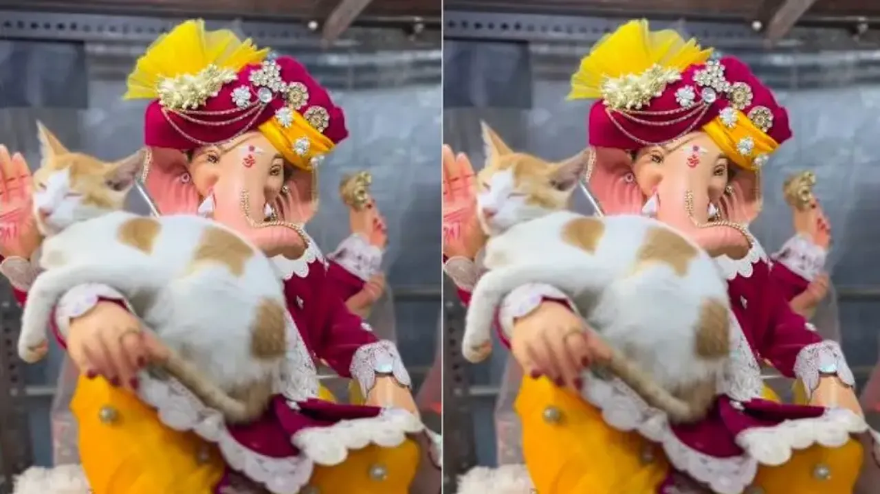 Adorable video of cat napping on Lord Ganesh idol goes viral