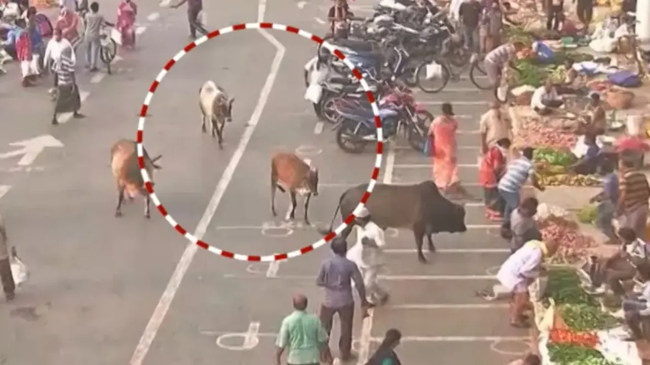 Stray bulls run rampant in Bhubaneswar 