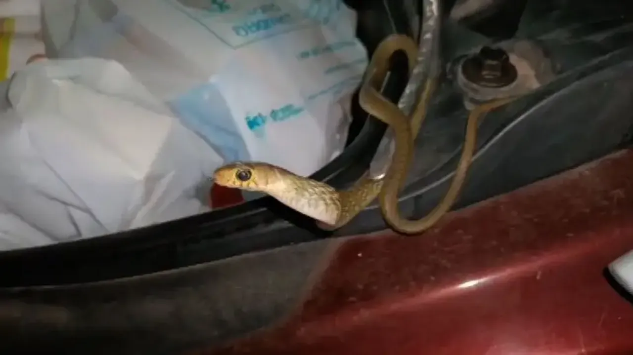 Snake found inside Scooter Dicky in Bhubaneswar’s Chandrasekharpur, safely rescued