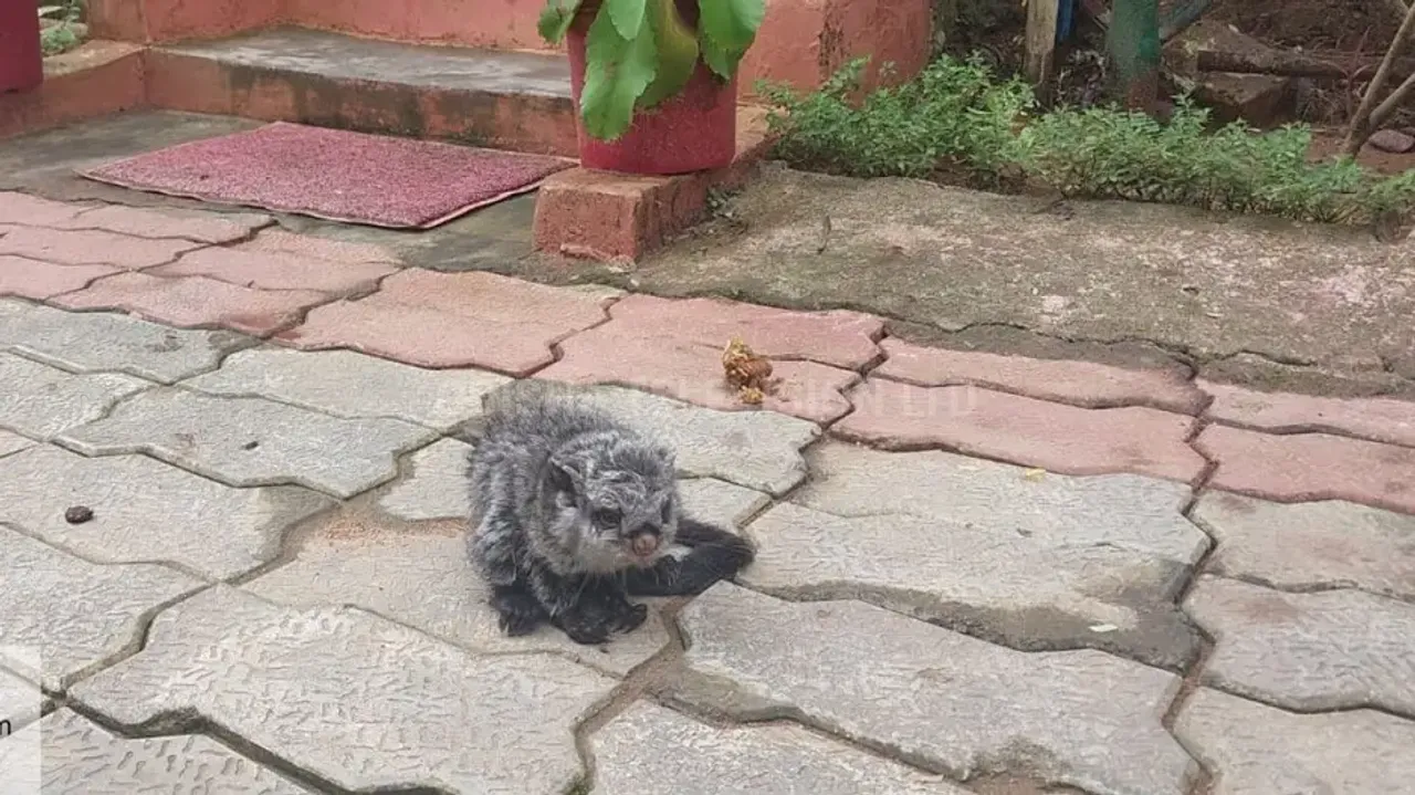 Rare giant flying squirrel spotted in Odisha’s Koraput; rescued by BSF jawans