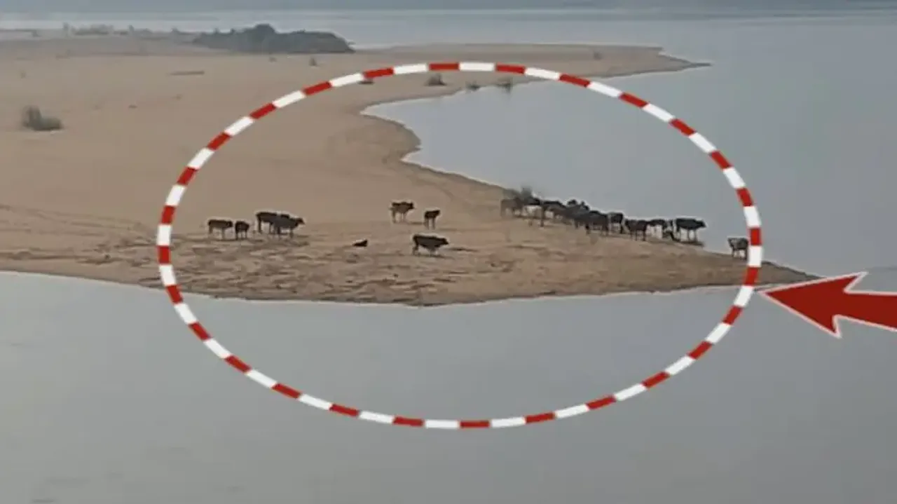 Over 20 cattle stranded on Kathajodi riverbed after sudden rise in water level in Cuttack 