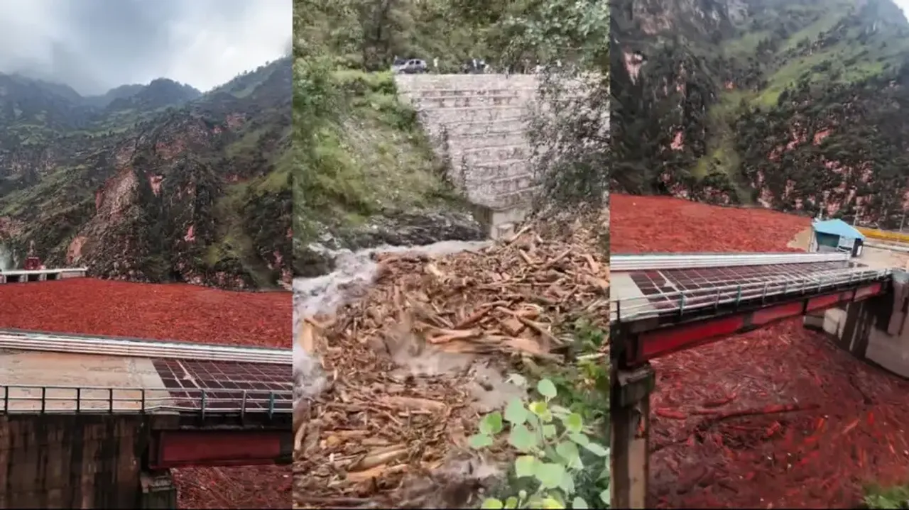 Himachal floods expose ‘Pushpa-style' timber smuggling racket in State, watch