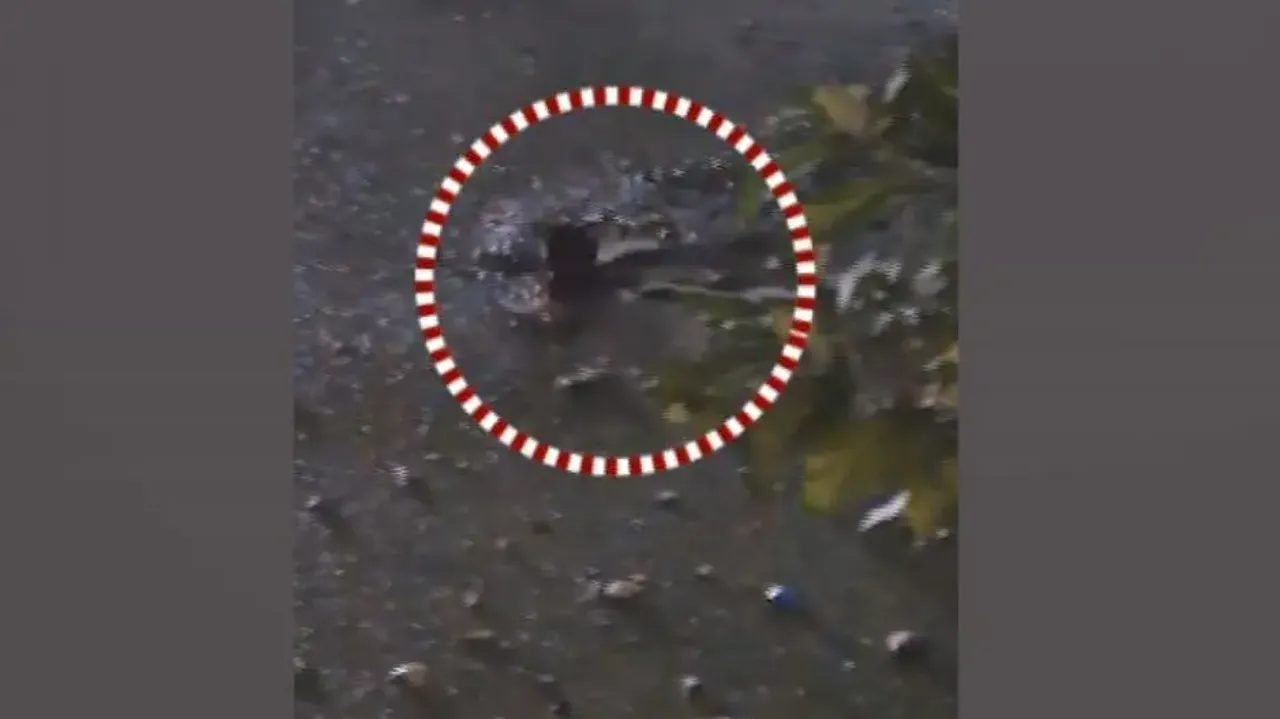 Thief jumps into pond to escape police in Puri, caught