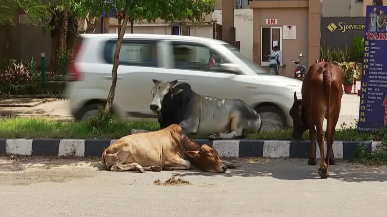 Bhubaneswar to become stray cattle-free