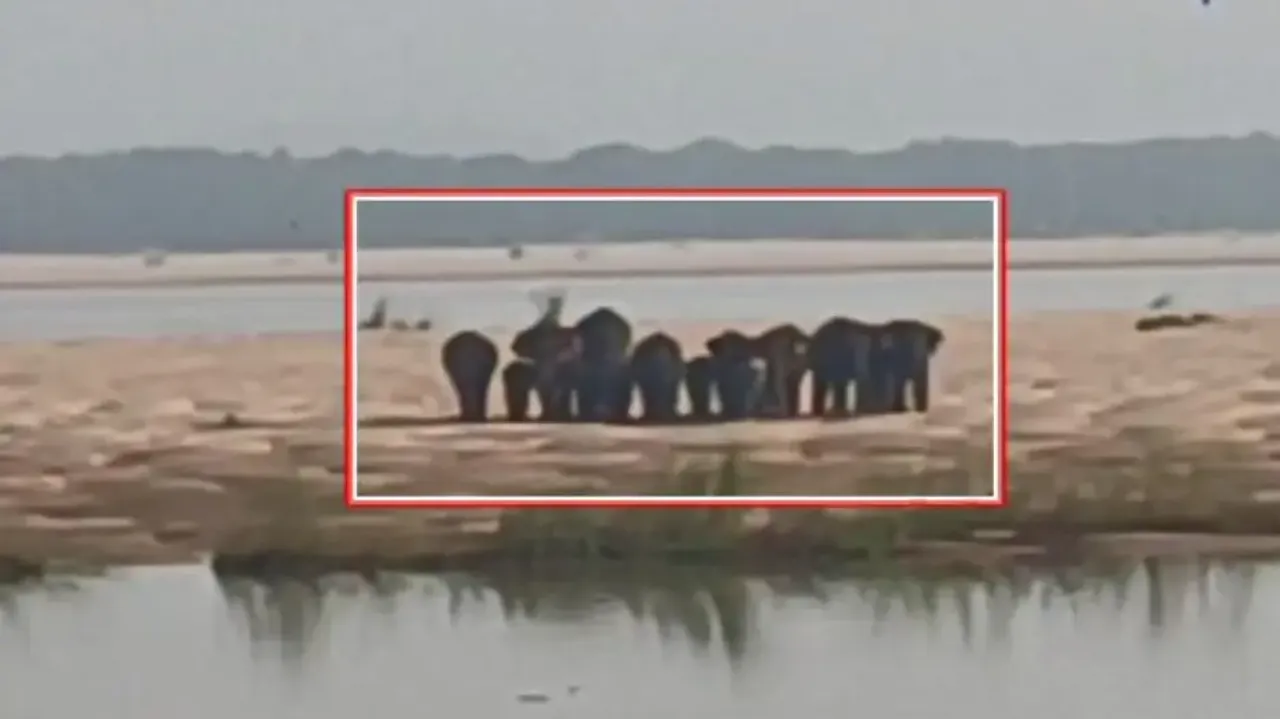 Herd of elephants stuck in middle of Mahanadi