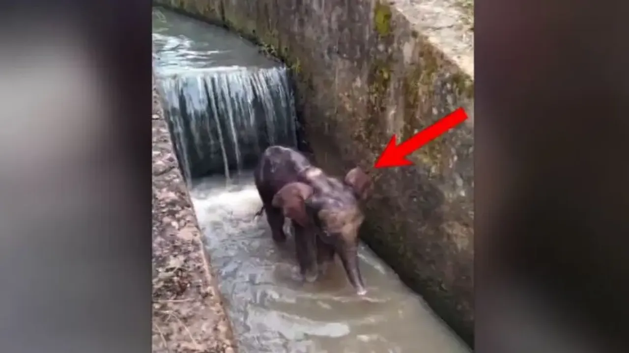 Elephant calf stuck in canal, rescued