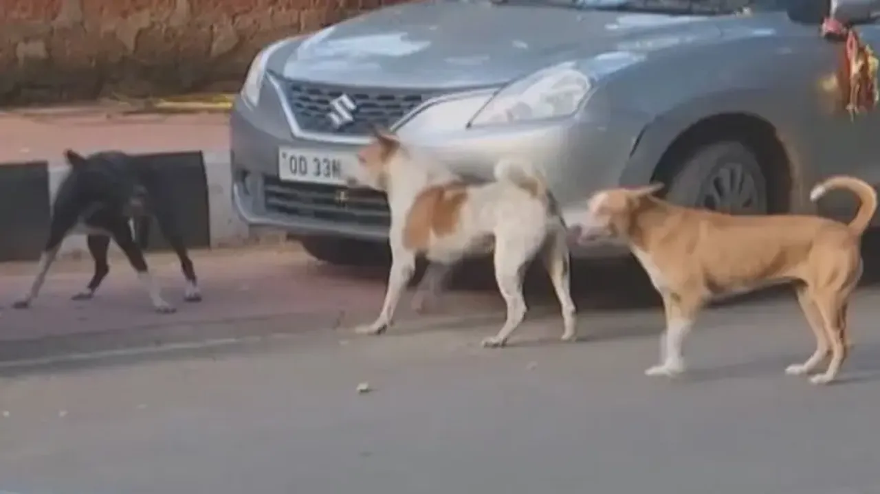 BMC to begin citywide dog census from September 17 amid rising canine menace in Bhubaneswar