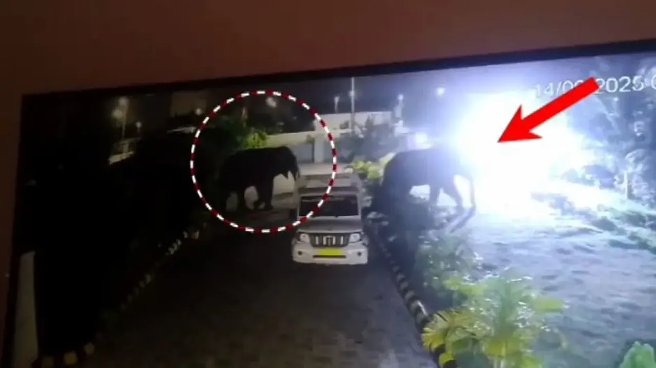 Gate smashed, trees uprooted as elephants storm school in Barang