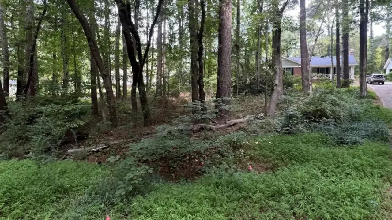 Only the sharpest eyes can spot the hidden cat in this viral optical illusion