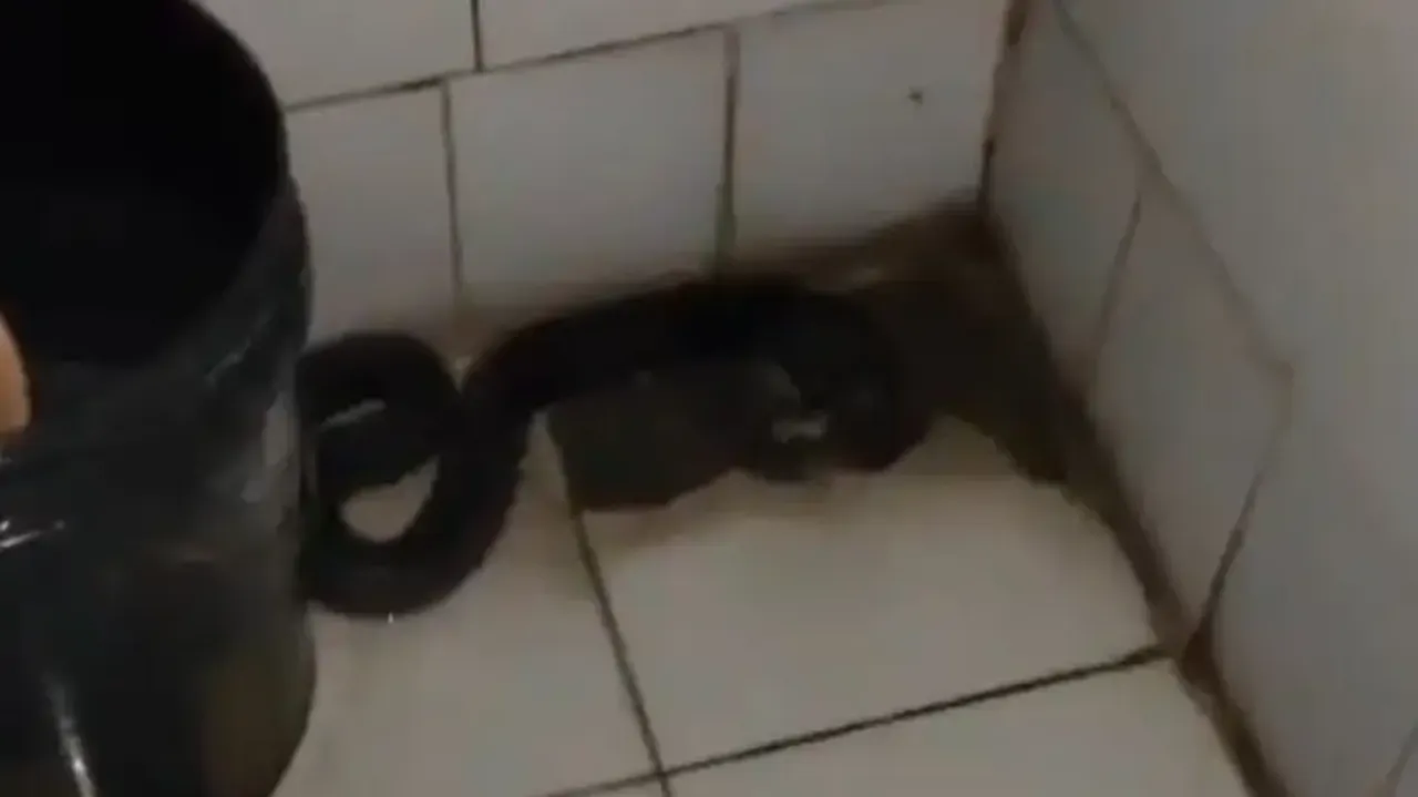 Snake in Noida Room