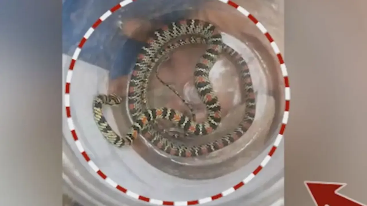 Rare flying snake rescued from house in Odisha’s Koraput