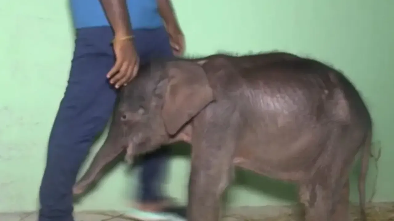 Rejected by mother, elephant calf bonds with caretakers
