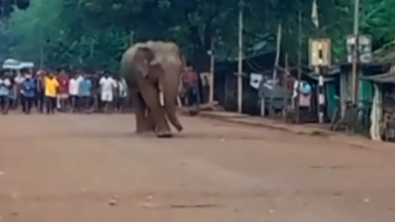 Elephant in Keonjhar town sparks panic; driven back to forest