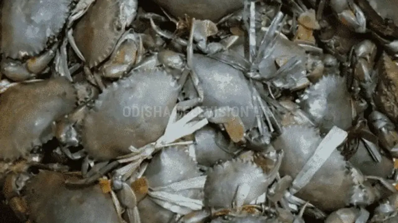 Odisha’s first mud crab hatchery worth Rs 2,81,00,000 to come up in Paradip