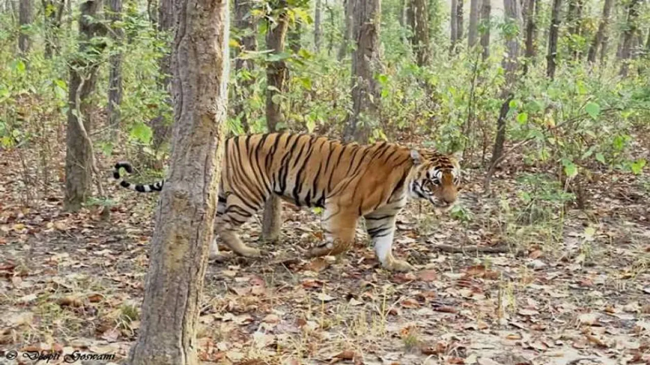 Odisha houses 40 Royal Bengal Tigers: Minister