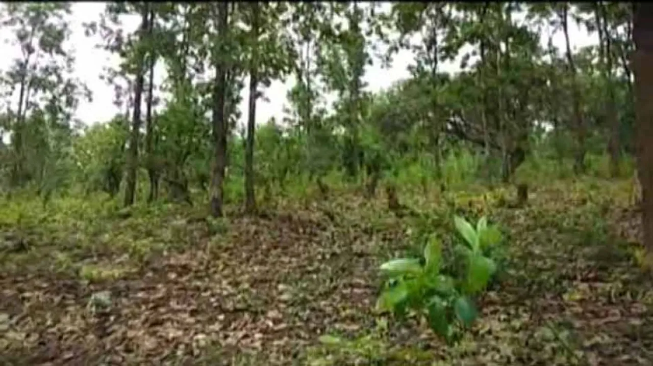 As Odisha Mineral Blocks Go Under Hammer, Axe Hangs Over 9 Lakh Sal Trees