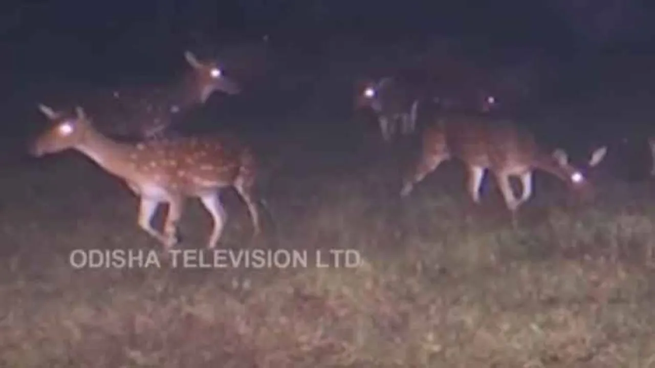 Missing deer from Balukhand sanctuary traced: Divisional Forest Officer