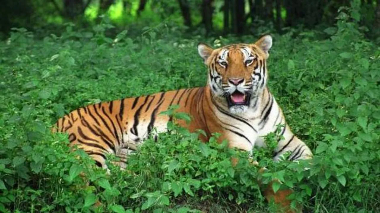 Eyes on big cats: Satkosia to welcome more tigers by next year
