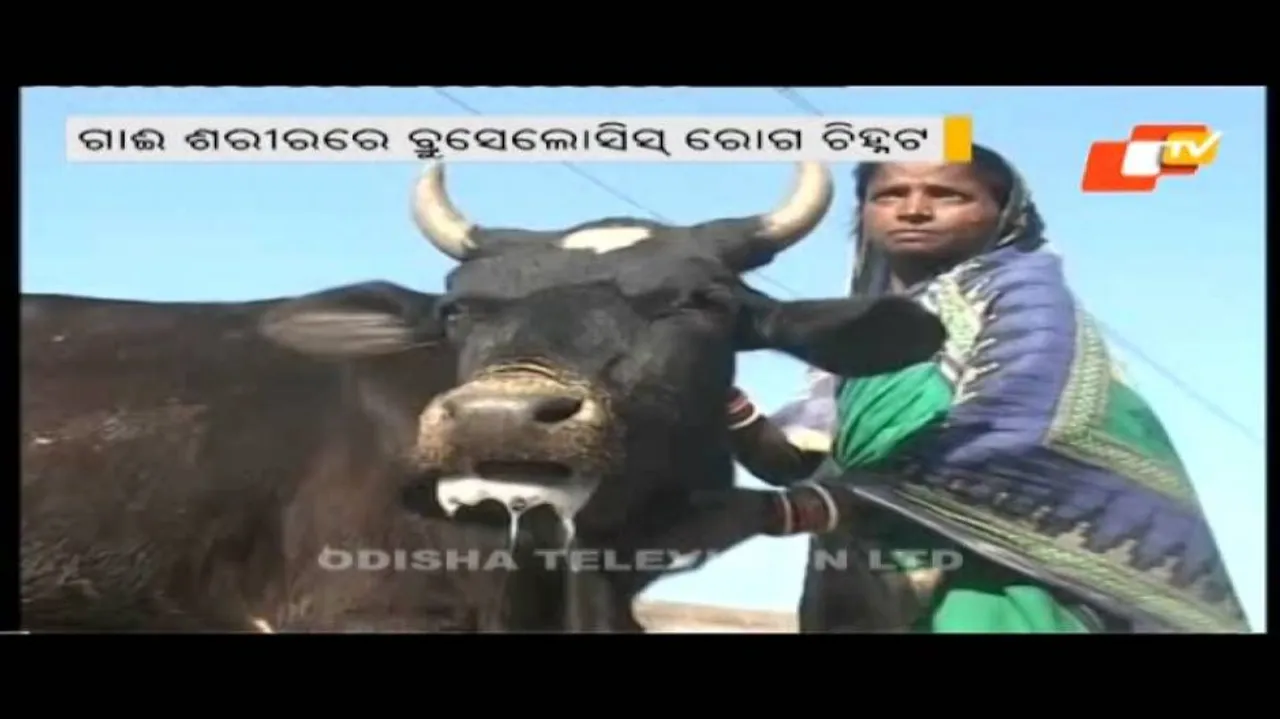 After JE in Malkangiri, Brucellosis triggers panic in Koraput