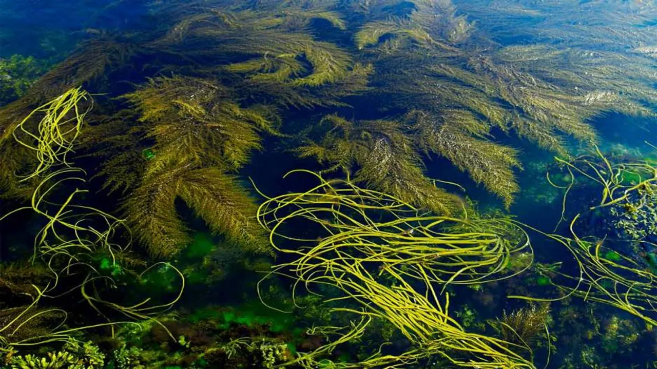 Seaweed solution to plastic bottle crisis