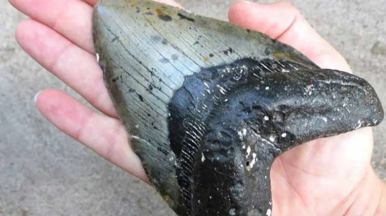 Giant prehistoric shark teeth found in Australia