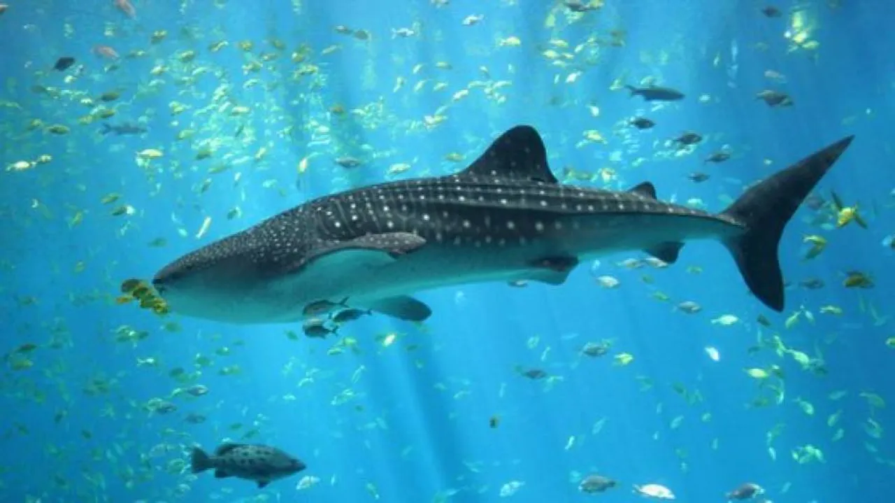 Australian Court Bans Great Barrier Reef Shark Cull