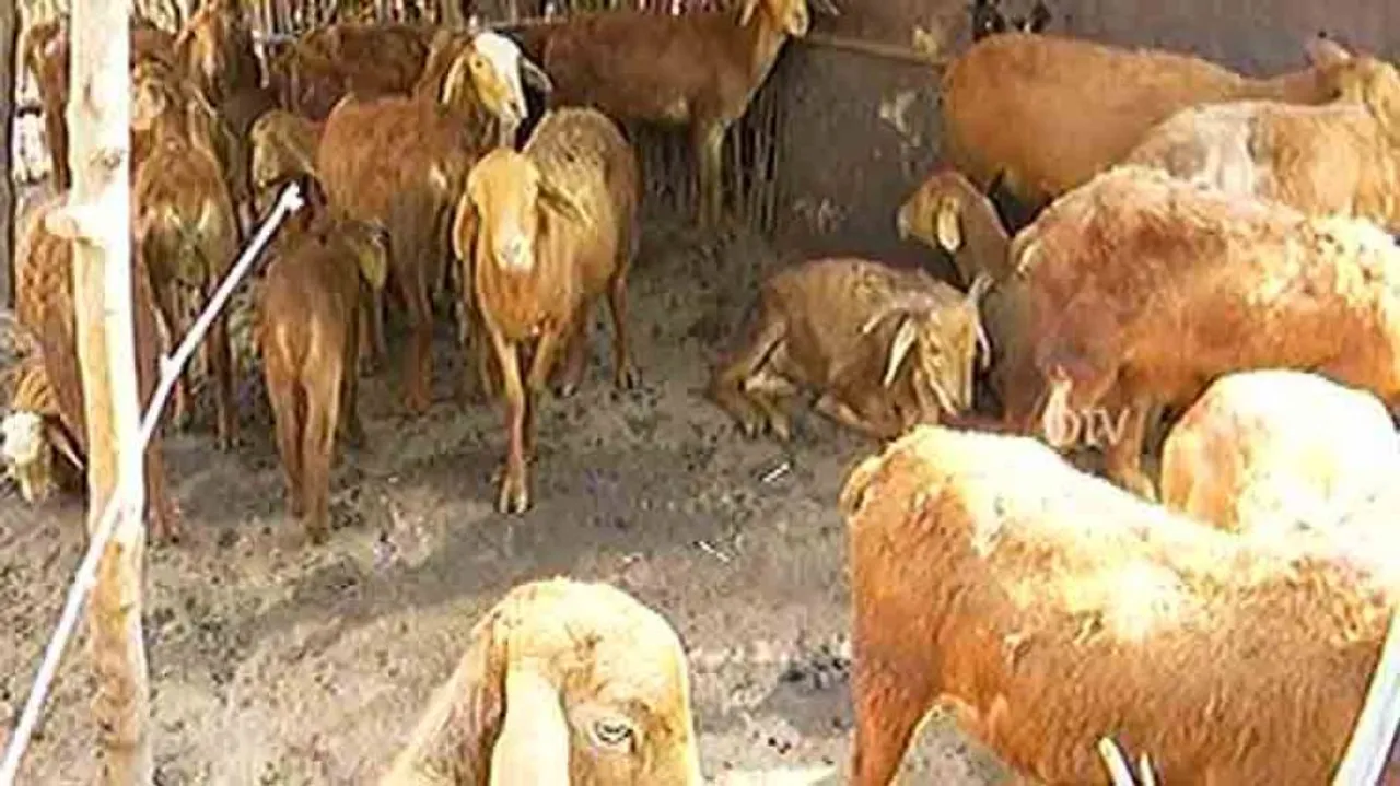 Another sheep killed by mysterious animal in Cuttack