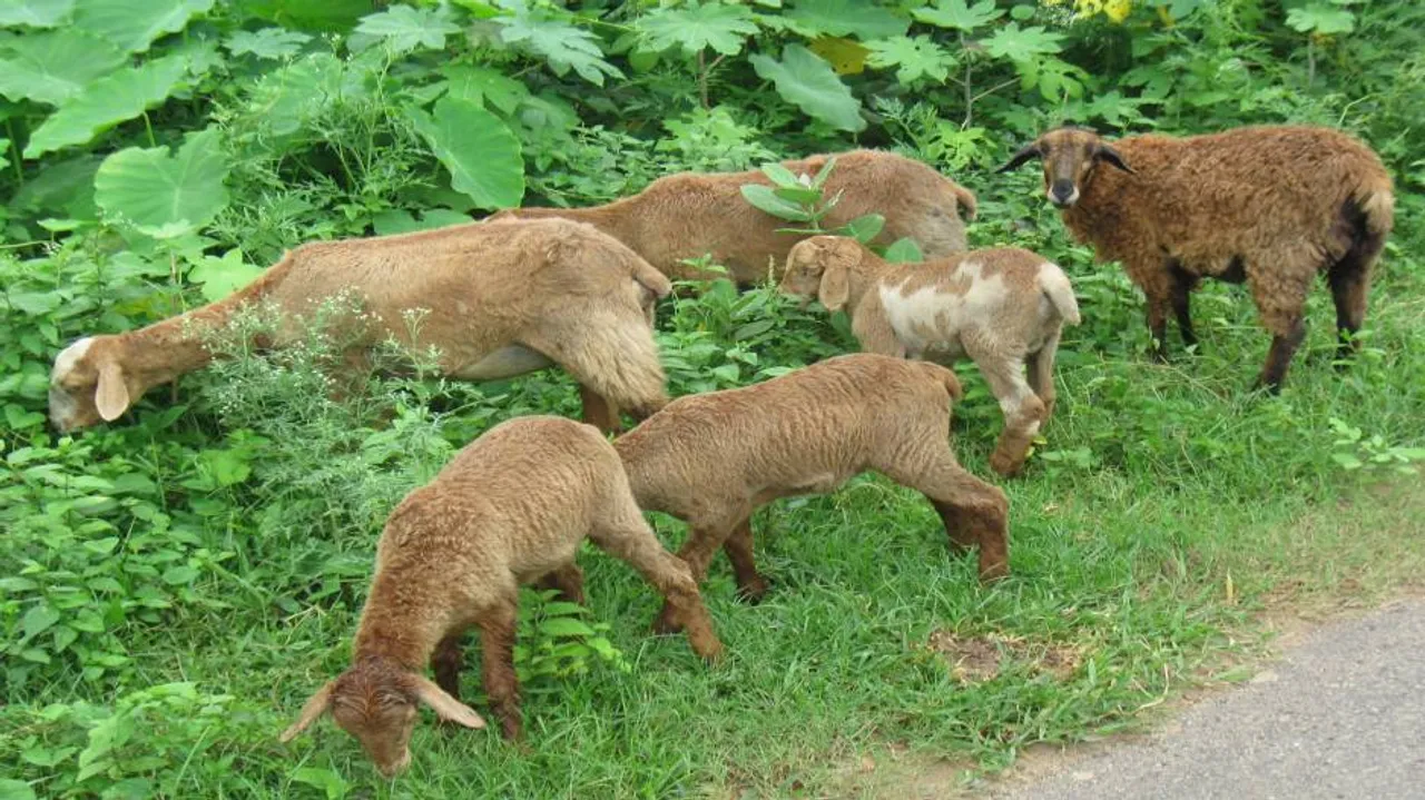 Niali attacks: 3 more sheep dead; Dama says it could be hyena