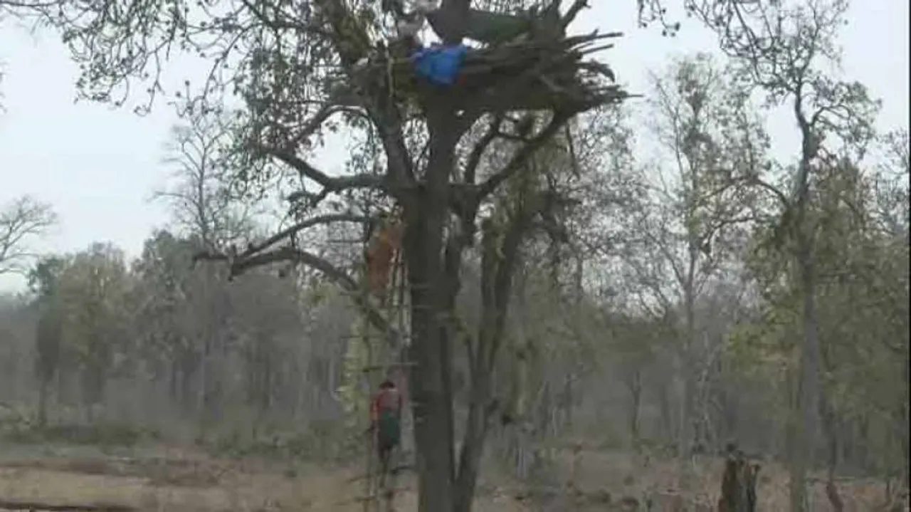 Why families of this Odisha village are spending sleepless nights on trees