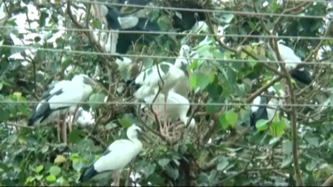 Winged guests flock to Dhanamandal bringing delight to locals