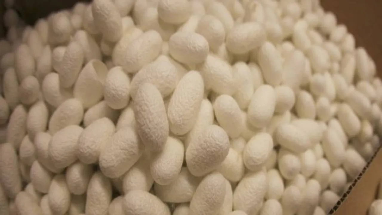 Silk can repair nerve damage: Scientists