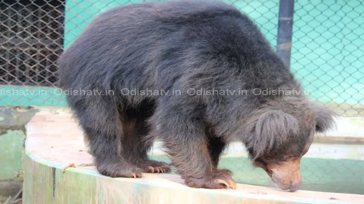2 critical in separate bear attacks