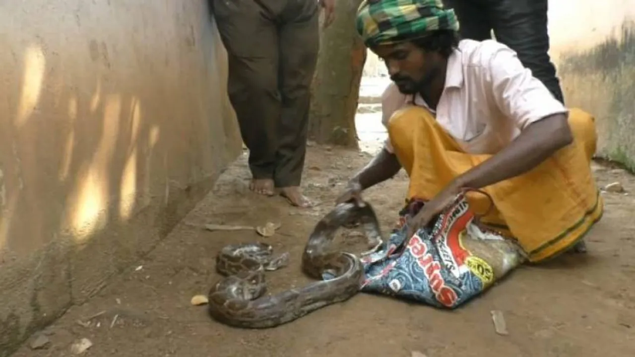 Man Held For 'Smuggling' Python In Odisha