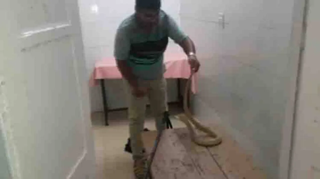Cobra rescued from Capital Hospital