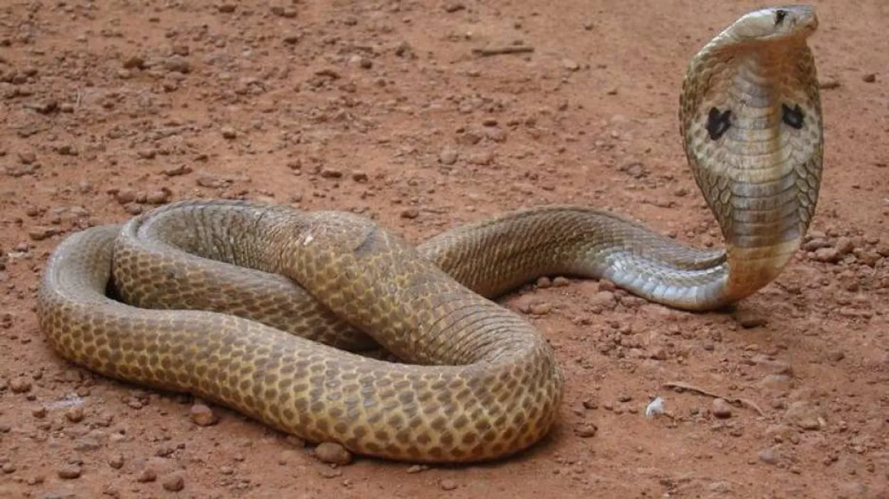 Snake Bites Odisha