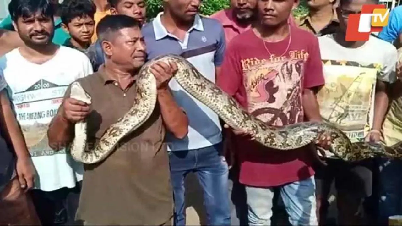 12-ft-long python rescued in Rayagada town