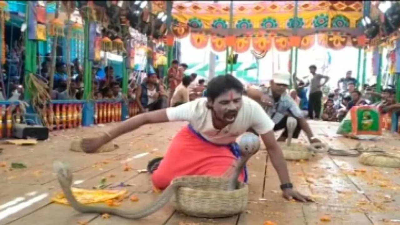 Indian Cobras between teeth in Jatra show sparks protests