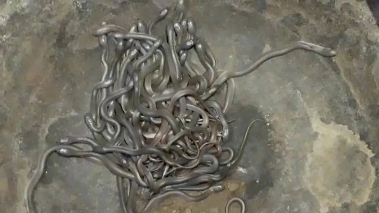 Over 100 snake hatchlings found inside house in Bhadrak