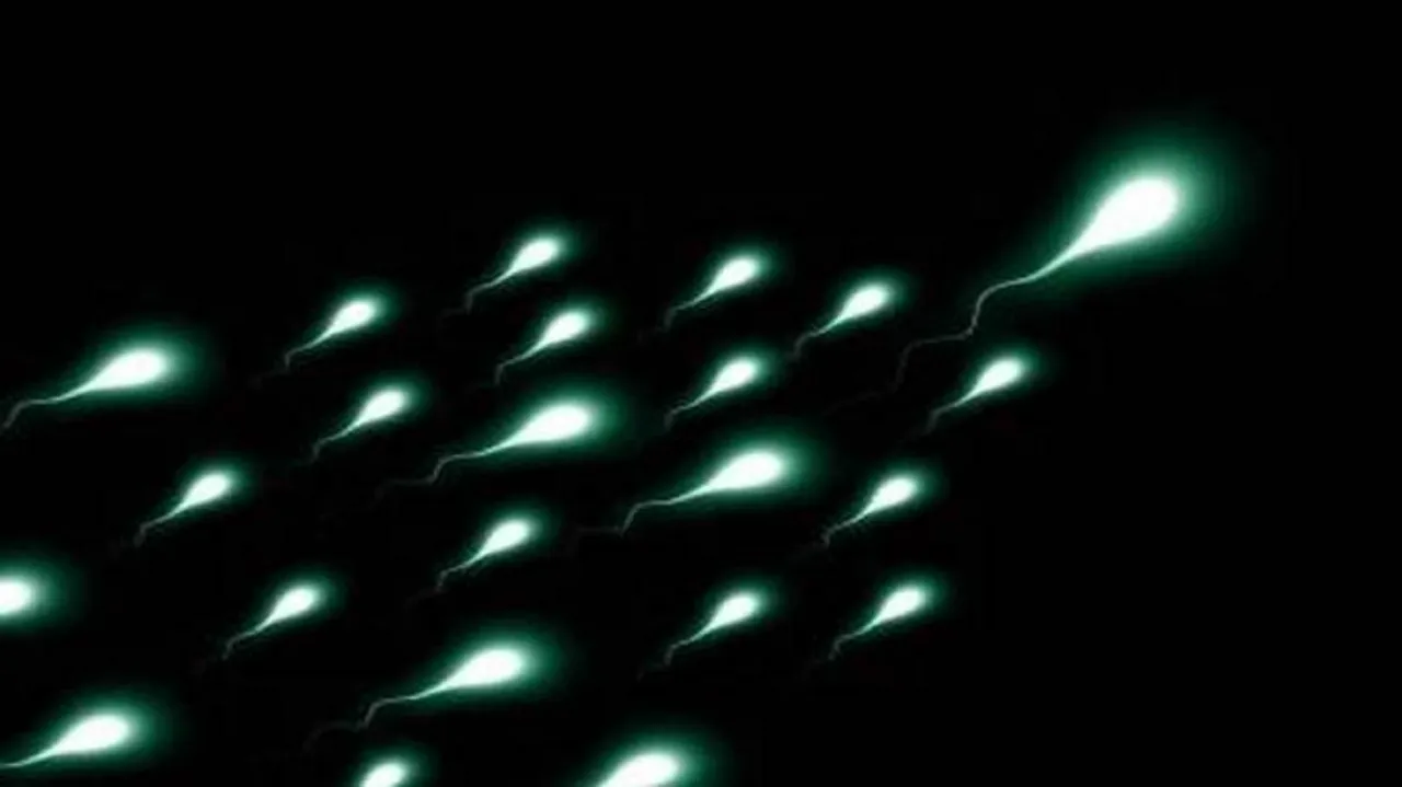 Human sperm retains viability in outer space conditions
