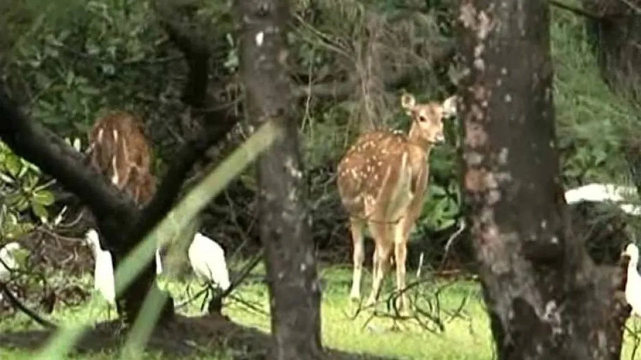 Spotted deer of Balukhand sanctuary fall prey to ecosystem depletion