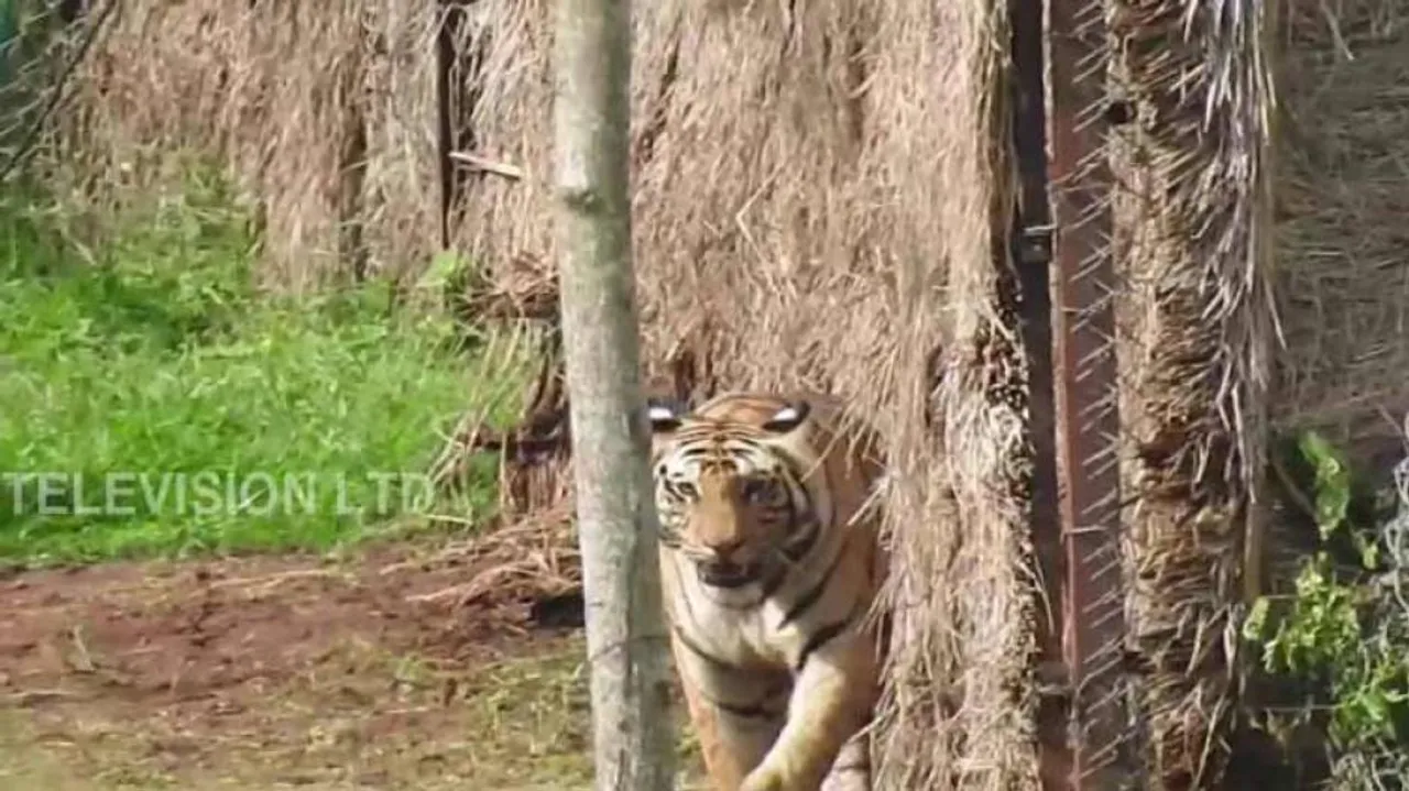 Sundari’s presence gives sleepless nights to Satkosia locals
