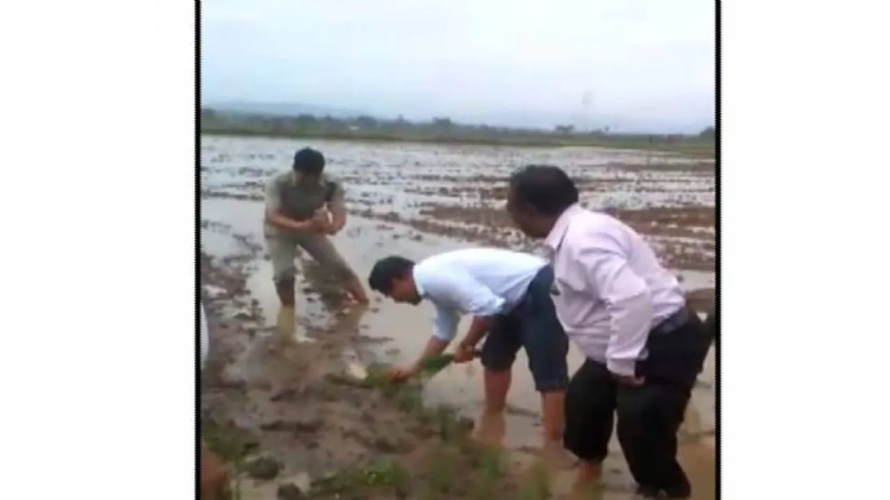 Leading The Way: Odisha Collector Gets His Hands Dirty In Paddy Field