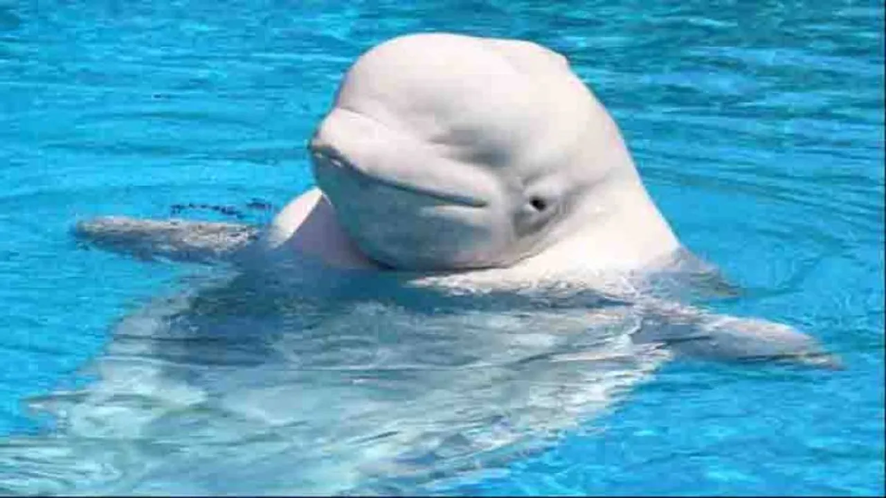 Video of whale returning a phone dropped in ocean is adorable!