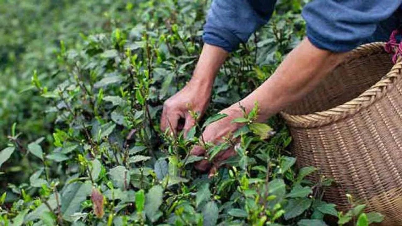 Compound In Green Tea Plant May Treat Tuberculosis