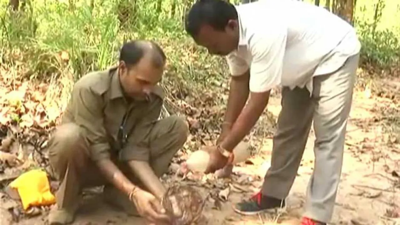 Presence of tigers traced in 3 new places in Odisha: Minister