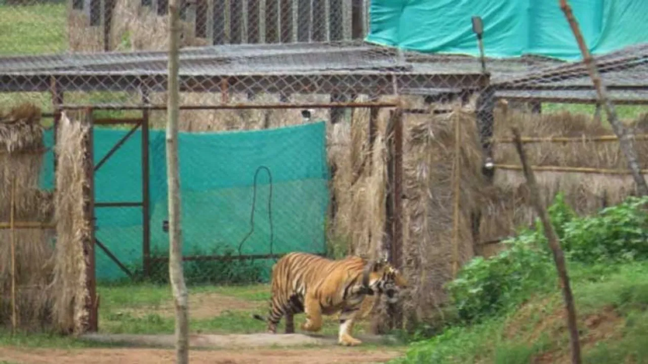 Tiger Mahavir death: NTCA & WII team begins probe