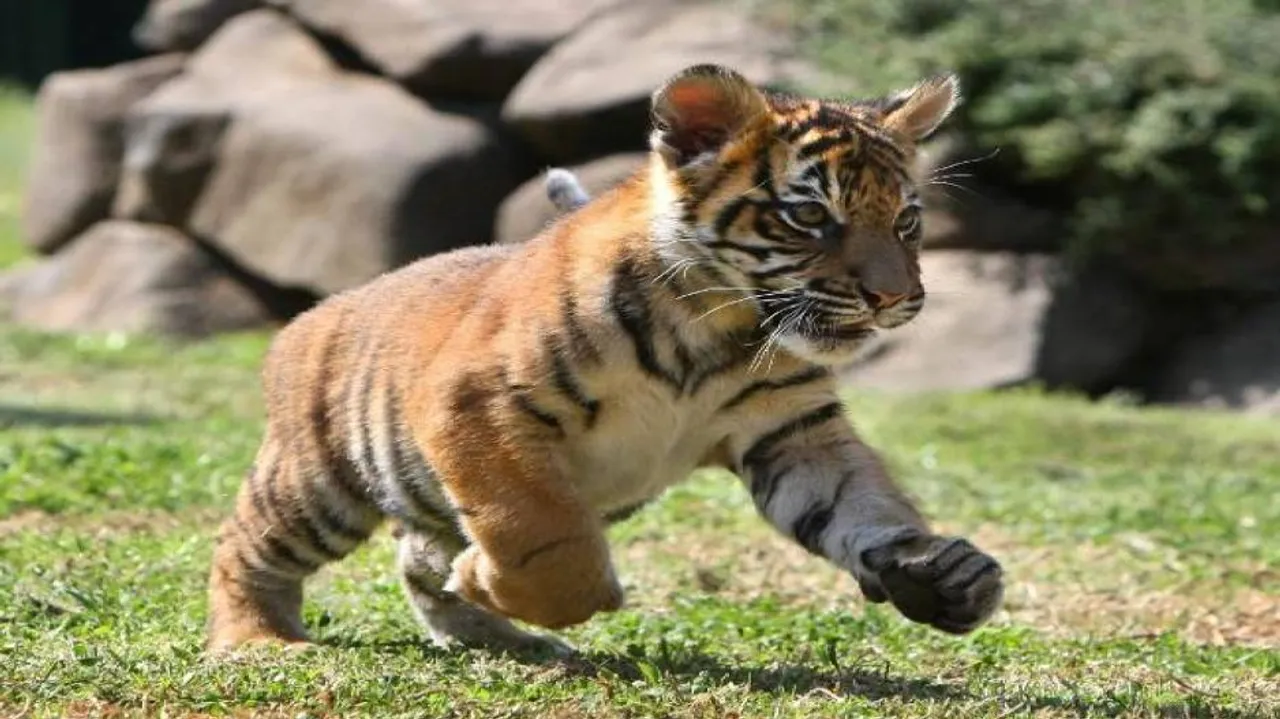 Tiger cub's carcass found in Pench Tiger Reserve