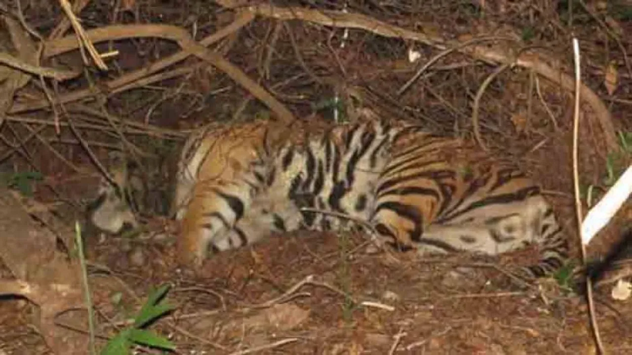 Mystery shrouds death of tiger Mahavir