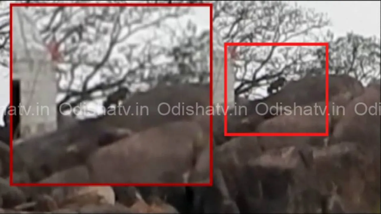 Leopard spotted again near Haladi village in Nuapada